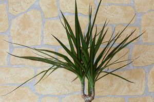 Dracaena hot sale plant dogs