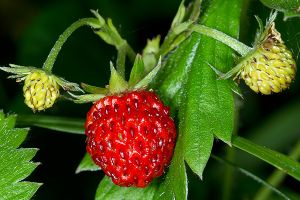 are mock strawberries poisonous to dogs