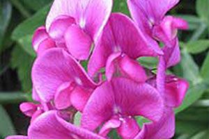 are sweet peas poisonous to dogs