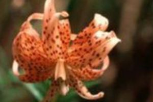 are tiger lilies toxic to dogs
