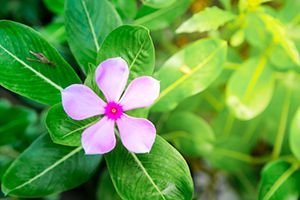 Vinca toxic sales to dogs