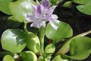 Water Hyacinth