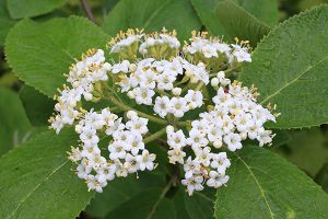 lantana wild toxic plants aspca non