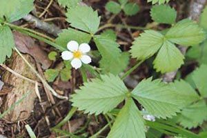 strawberry wild plants poison aspca toxic non common names additional