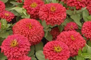 Are zinnias toxic sales to dogs