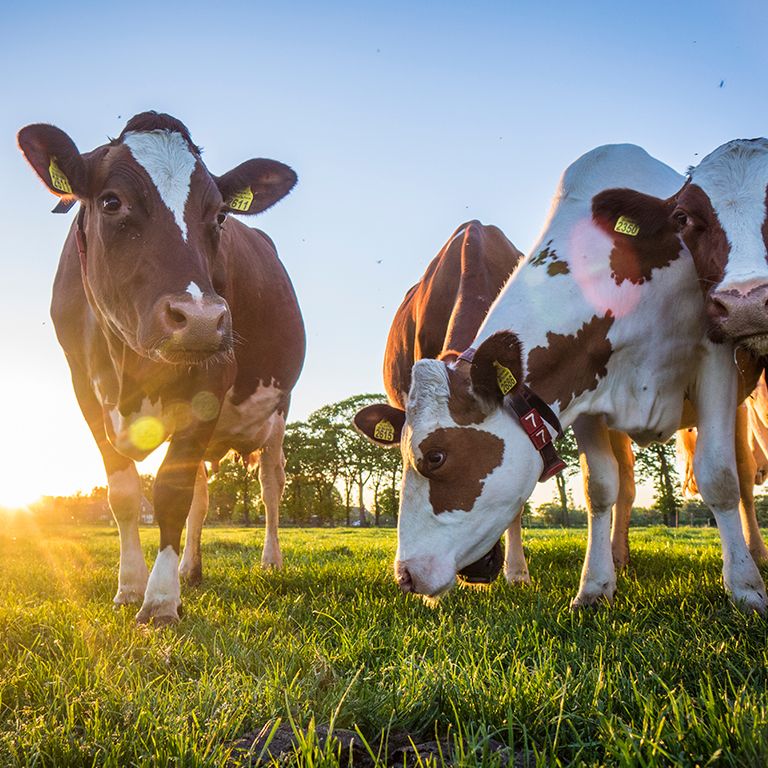 cows in a pasture