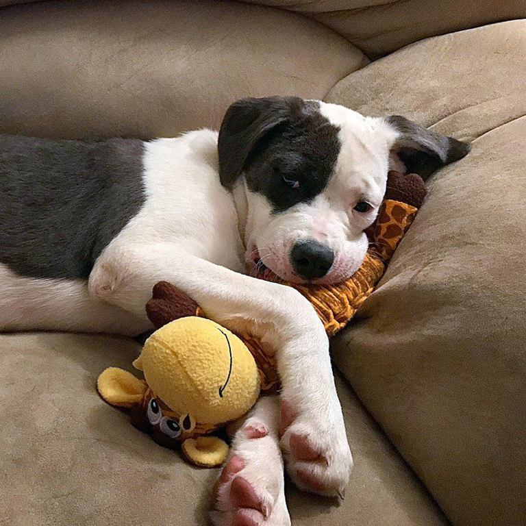 dog on a couch with a toy