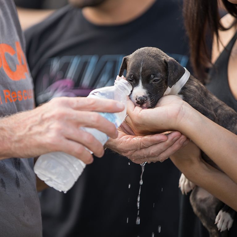 responders giving water to a rescued puppy