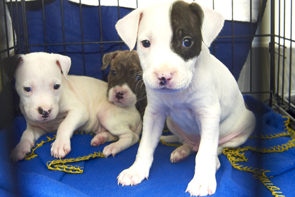 Three pit bull puppies