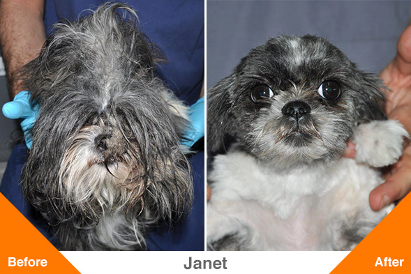 Trio of Severely Matted, Malnourished Shih Tzus Recovers at the ASPCA Following NYPD Rescue